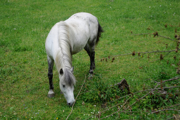 Horses graze green grass on a meadow on which there are large rocks high in the mountains, fog also...
