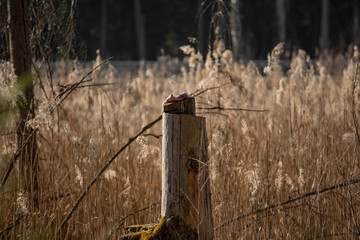 old wooden fence