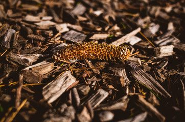 Forest floor in autumn