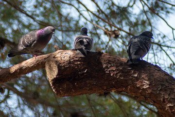 wild pigeon while eating on the grass