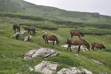 Horses graze green grass on a meadow on which there are large rocks high in the mountains, fog also appears at times.