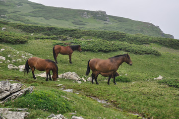 Fototapeta na wymiar Horses graze green grass on a meadow on which there are large rocks high in the mountains, fog also appears at times.