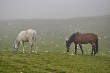 Fototapeta na wymiar Horses graze green grass on a meadow on which there are large rocks high in the mountains, fog also appears at times.