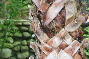 Beautiful and majestic palm tree stem, blurred background
