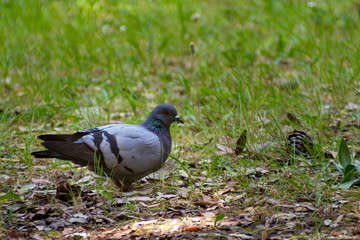 wild pigeon while eating on the grass