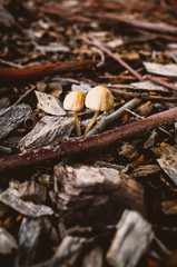 mushrooms in the forest