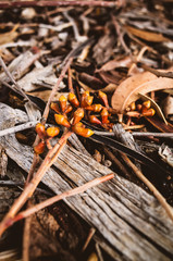 Forest floor in autumn