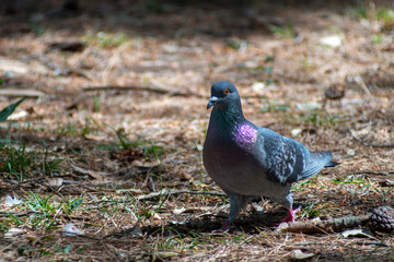 wild pigeon while eating on the grass