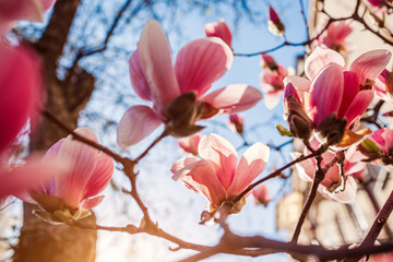 Magnolia flowers. Tree blooming with pink flowers in spring garden. Branch in blossom. April landscape in park