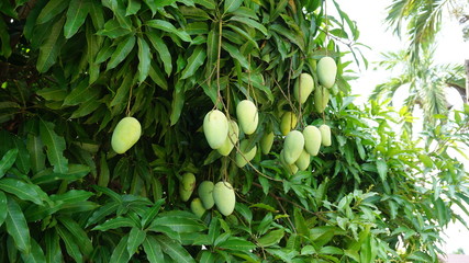 Mango fruit on the mango tree