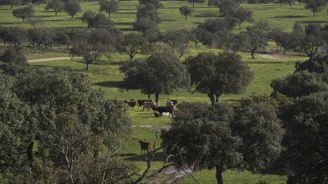 Retinta breed calves grazing in the spring of the Pedroches Valley. Limousin. Angus