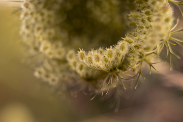 Fototapeta premium close up of a caterpillar