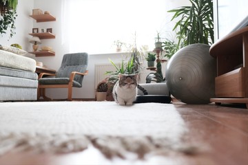 A small kitty sits crouching in the middle of an empty room. This is Exotic cat breed. It is similar to a Persian cat, but has short hair. © Iwona