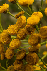 yellow flowers in the garden