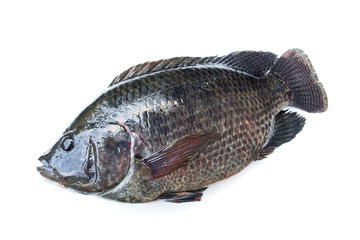 Tilapia fish isolated on white background.