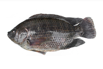 Tilapia fish isolated on white background.