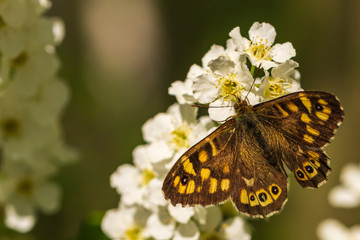 ein brauner Schmetterling an einer weißen Kirschlorbeerblüte