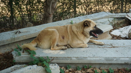 The dog sleeps at home