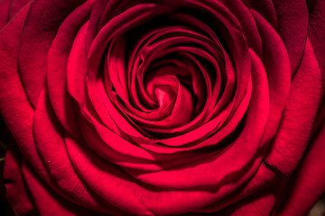 Fototapeta na wymiar close up on red rose symbol of love