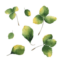 Set of green leaves isolated on white background. Watercolor hand drawing illustration.  Clip art. Perfect for card, print, decoration, pattern.