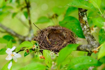 empty natural little bird nest in tree branch garden park
