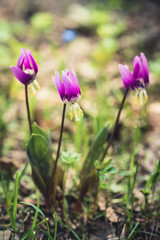 Obraz premium Siberian fawn lily (Erythronium sibiricum). Selective focus. 