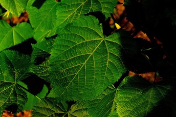 Venature di una foglia