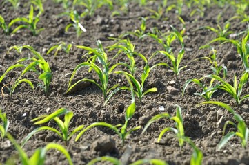Corn  field in  Spring in Brittany