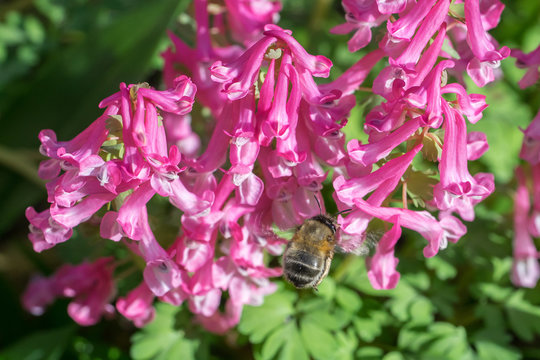 Closeup of a wild bee (maybe hairy-footed flower bee, Anthophora plumipes?) on fumewort flowers (Corydalis solida)