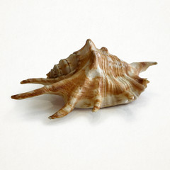 sea shell on white background
