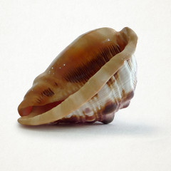 
cockleshell isolated on white background