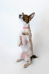 Dog Parson Russell Terrier stands on its hind legs. Studio shot on a white background.
