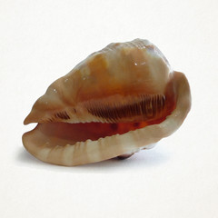 sea shell on white background