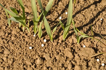 Ammonitrate pellets in a barley field
