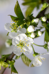 Naklejka na ściany i meble white cherry flowers on a branch