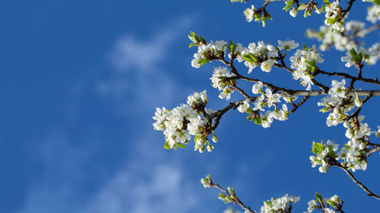 White cherry, cherry or pear flowers on sky background.