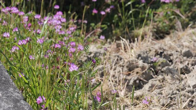A purple flower that grows right next to a Japanese tanbo
