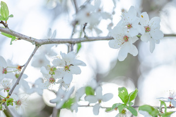 Fototapeta na wymiar White cherry, cherry or pear flowers on sky background.