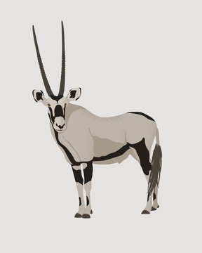 Oryx antelope vector illustration. Gemsbok with long straight horns and dark markings. Desert animal  conservation. 