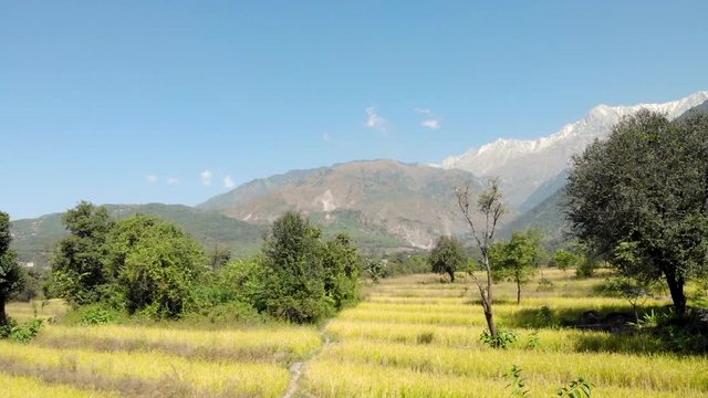 Sobrevolando campo dorado un dia soleado en el Himalaya