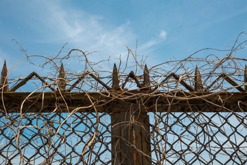 Sicherheitszaun mit verrosteten Spitzen und rankenden Pflanzenteilen 