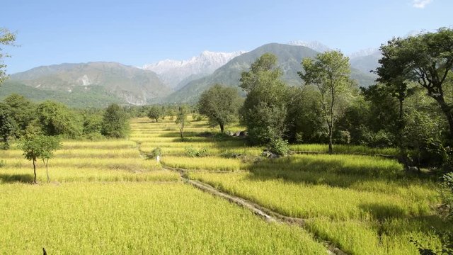 campesino en campo dorado en Himalaya