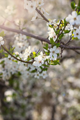 A blossoming tree is a peach. Flowering tree. Spring flowers