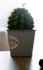 cactus in pot