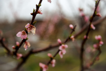 Branch of peach tree in bloom, spring peach blossom