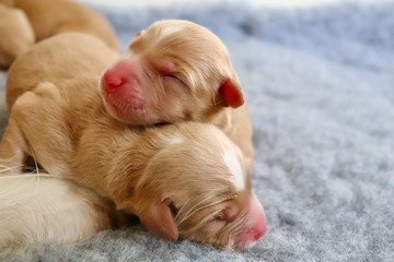 Nova Scotia Duck Tolling Retriver Puppies
