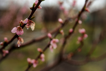Branch of peach tree in bloom, spring peach blossom