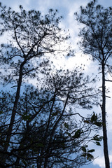 silhouette of a tree and clear blue sky