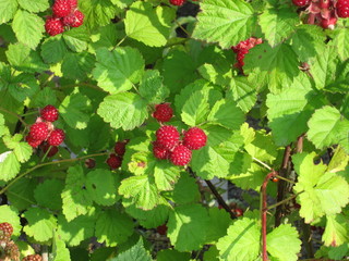 Raspberries in a garden