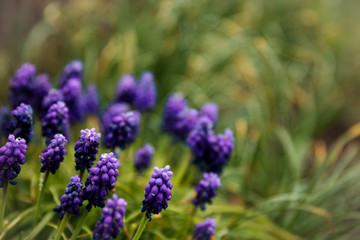 violet flowers in a rustic garden